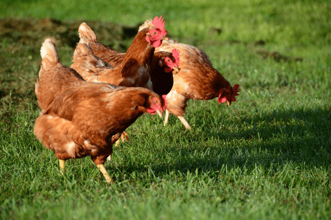 Poules dans une cour