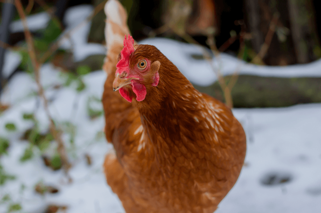 Poule en hiver 