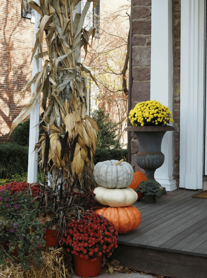 Perron décoré pour l'automne avec des tiges de maïs séchées, des citrouilles empilées et des chrysanthèmes