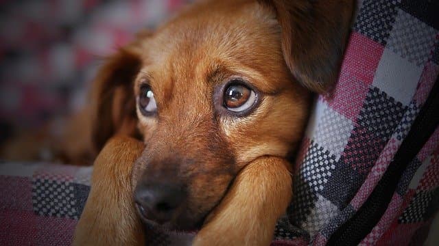 Louer sa maison: les animaux de compagnie