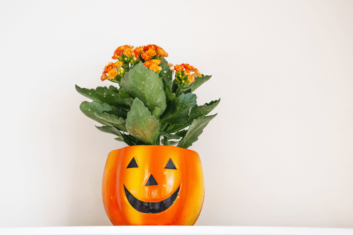 Plante orange dans un cache-pot de citrouille d'Halloween