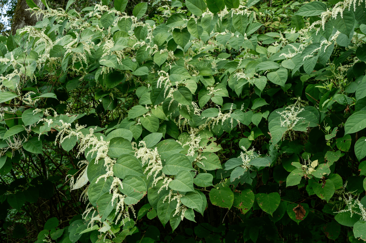 Plantes envahissantes et nuisibles au québec : guide du propriétaire