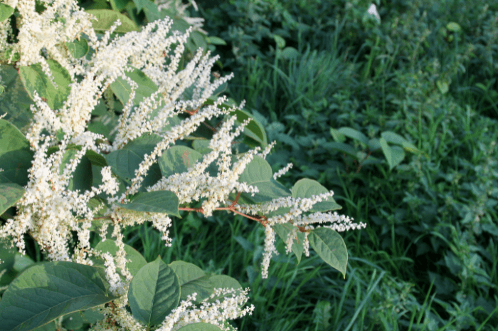 La renouée du Japon produit des grappes de petites fleurs blanches