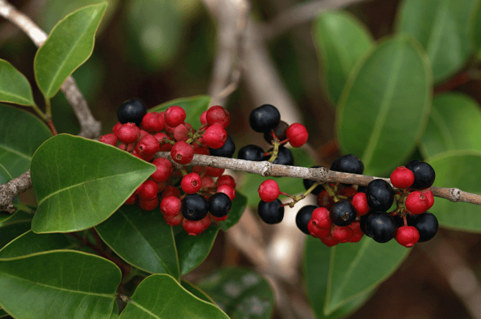 Le nerprun bourdaine produit des fruits rouges qui noircissent en mûrissant
