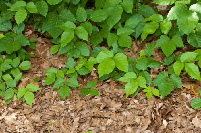 L'herbe à puce est formé de feuilles lustrées, composées de trois folioles pointues