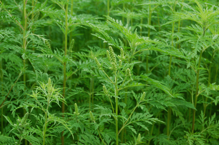 L'herbe à poux provoque des allergies en raison de la quantité de pollen qu'il libère