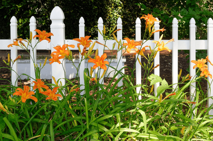 Les hémérocalles sont des vivaces qui peuvent être plantées en automne