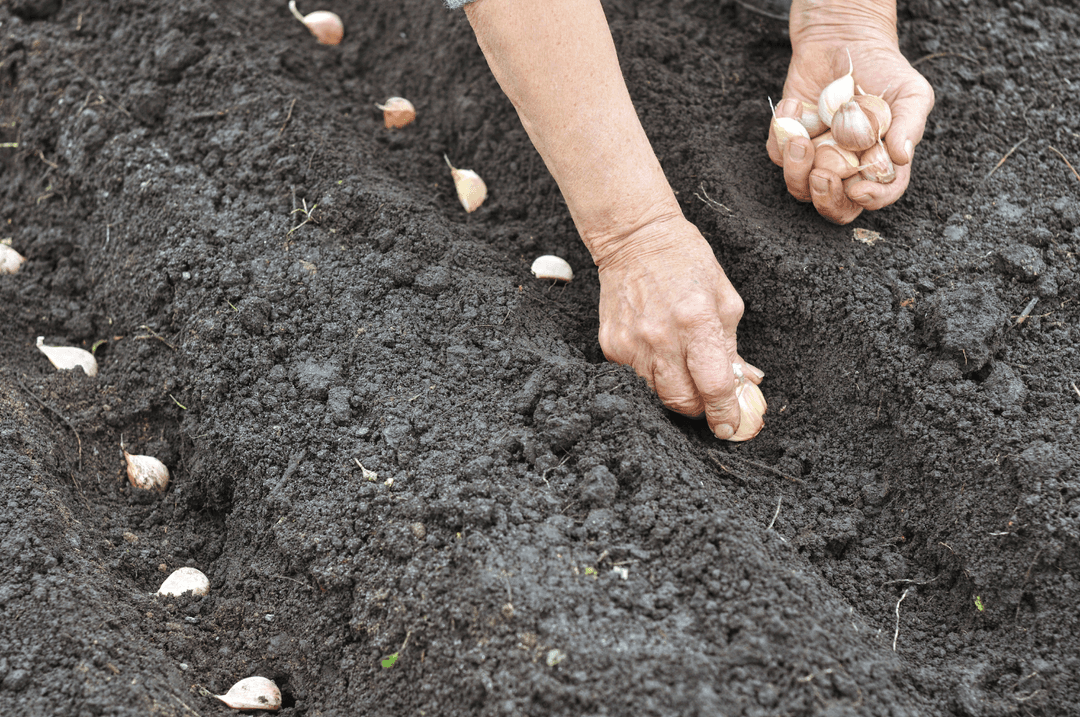 Les caïeux d'ail doivent être planter en automne pour former les bulbes au printemps