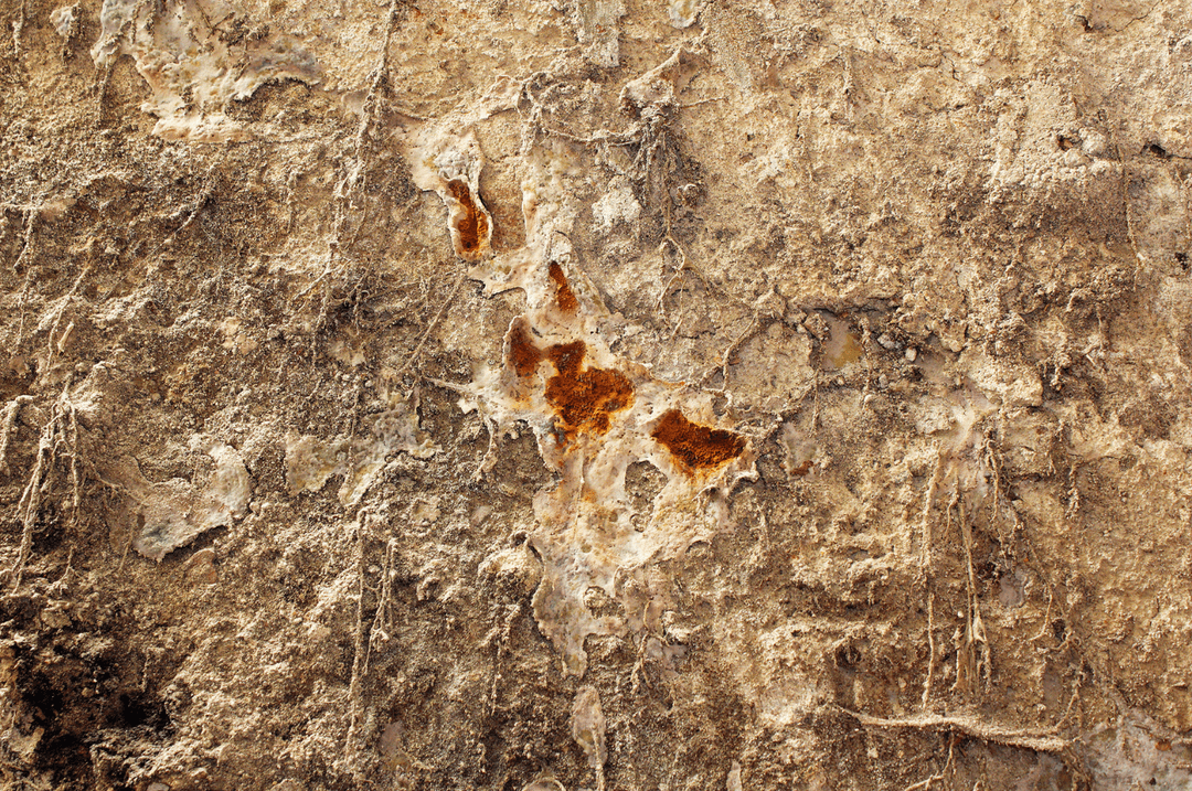 Mérule pleureuse sur une surface de bois, avec un voile de mycélium grisâtre, des cordons et des fructifications couleur rouille à bordure blanche