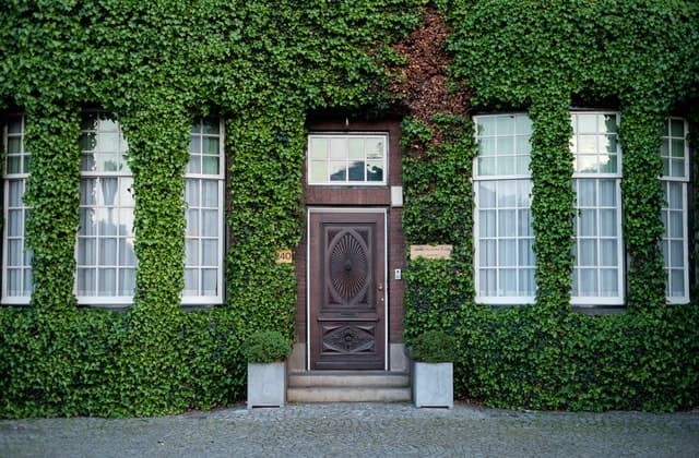Les plantes peuvent réduire la chaleur de votre maison