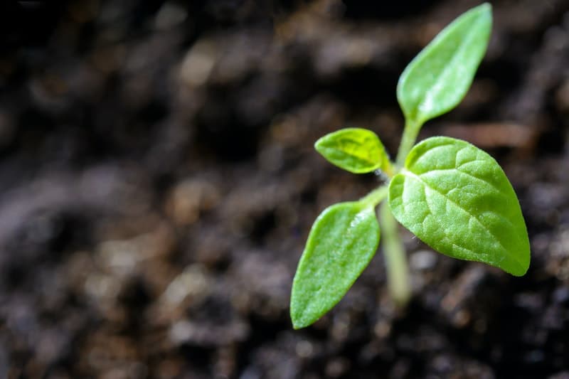 Les fondements écologiques de la certification LEED