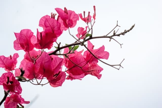 Bougainvillier rose