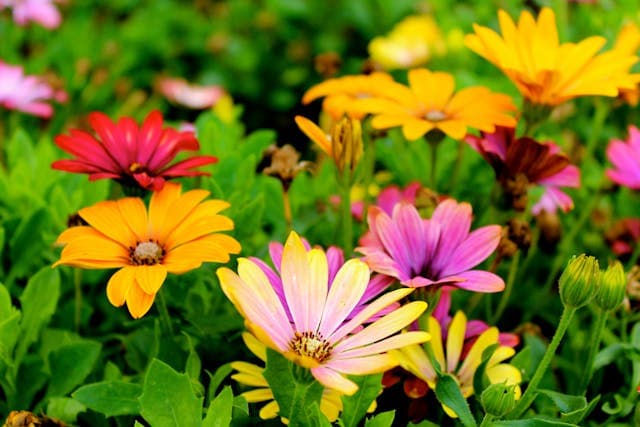 Fleurs colorées