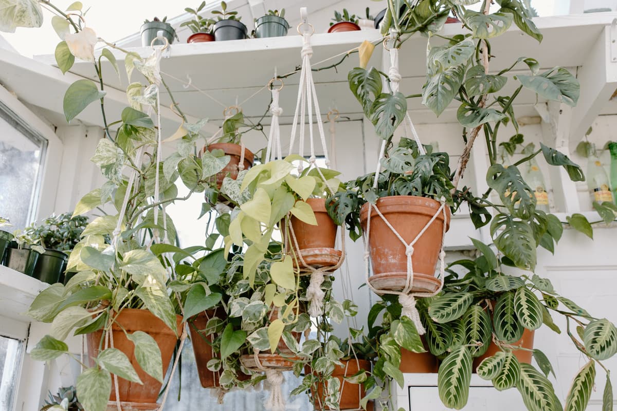 Les plantes s'installent chez vous