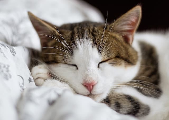 Vous devez déclarer votre animal à votre assurance habitation