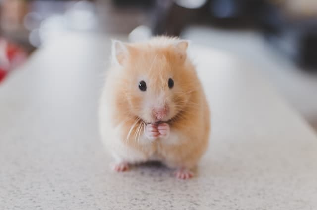 Vérifiez votre police pour savoir si votre animal est assuré