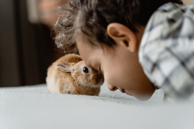 Votre assurance habitation protège les dommages que votre animal cause à autrui