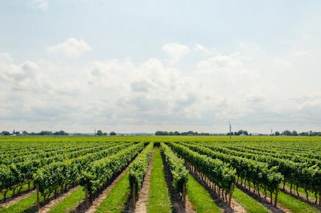 Terre agricole en culture