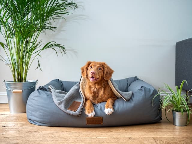 Qui garde l’animal lors de la séparation?