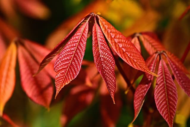 Les feuilles d'un arbuste en automne