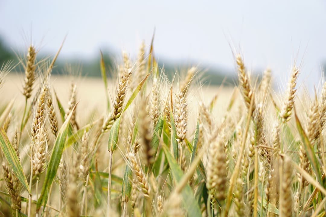 Transaction immobilière en milieu agricole