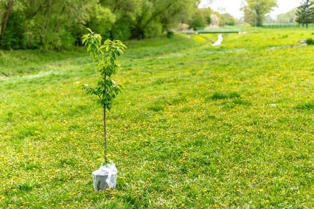 Apprendre comment bien planter un arbre, c'est important.