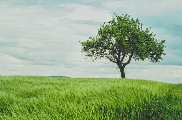 Un arbre permet de bonifier le paysage environnant
