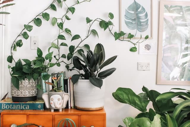 Entretenir ses plantes pendant un voyage