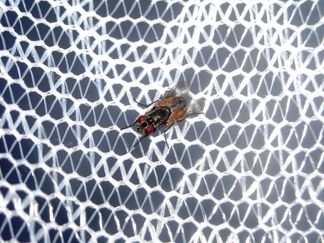Mouche sur un filet