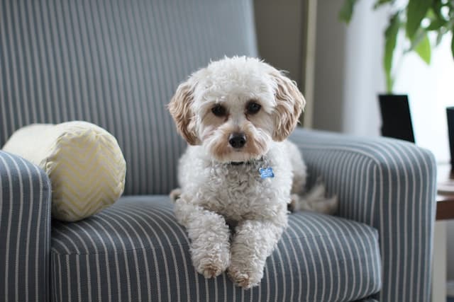 Ne laissez pas vos animaux à la maison pendant les visites