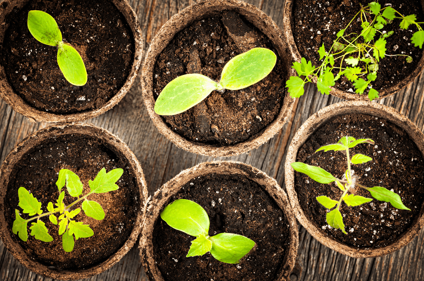 When to plant seedlings for your garden in quebec?