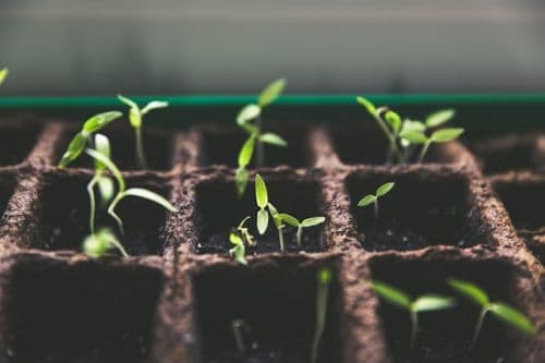 Seedlings growing
