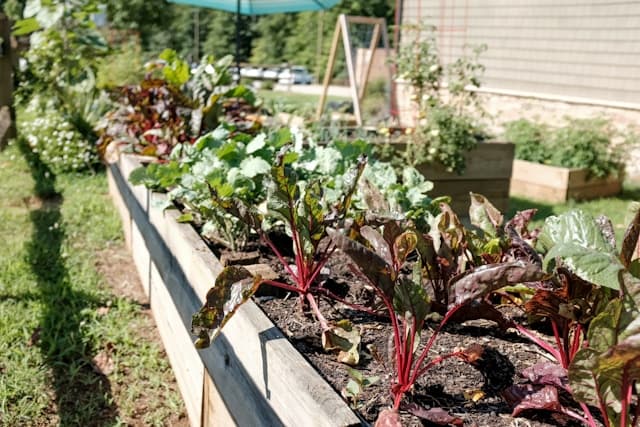 Potager de légumes dans des bacs en bois