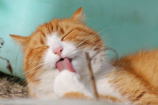 Chat roux et blanc se léchant la patte
