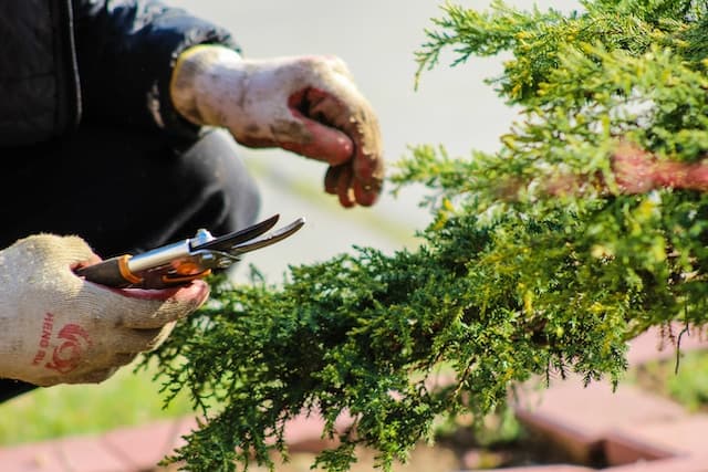 Personne tenant un sécateur pour couper la branche d’une haie