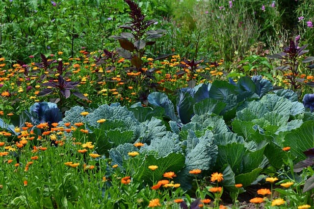 Des fleurs et plantes dans un jardin