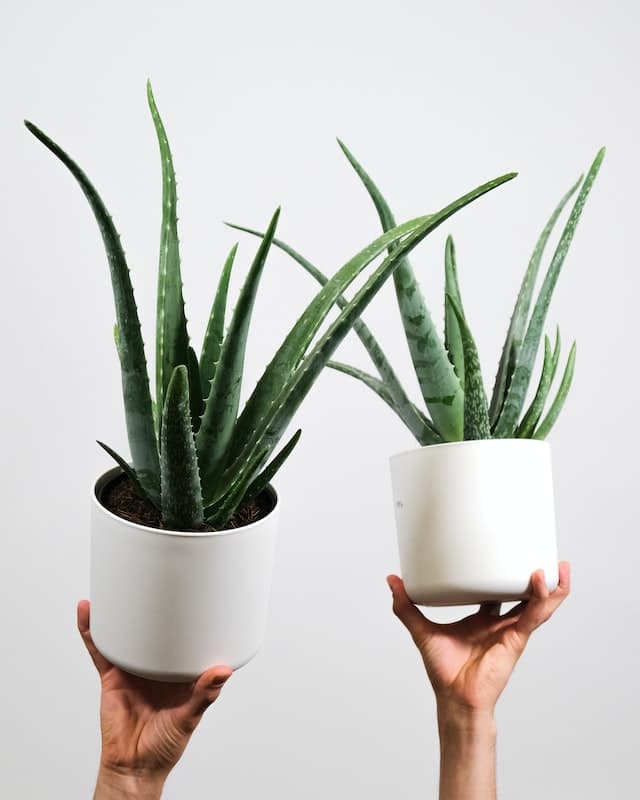 L'aloe vera est reconnue pour ses vertues soignantes