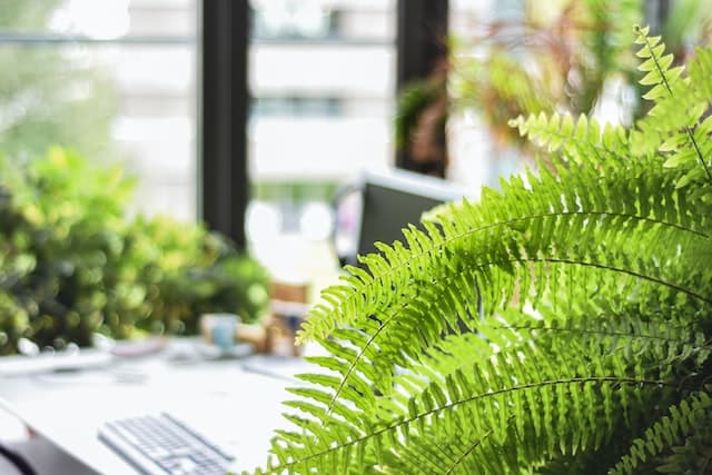 La fougère transforme votre décor en jungle urbaine