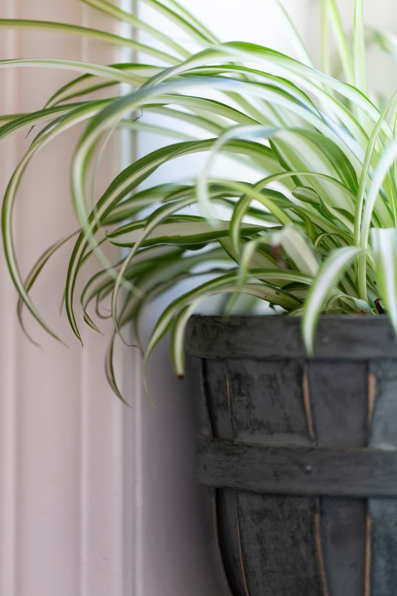 La plante araignée est facile à entretenir