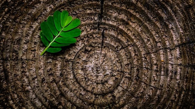 Le bois : un matériau écologique pour votre maison