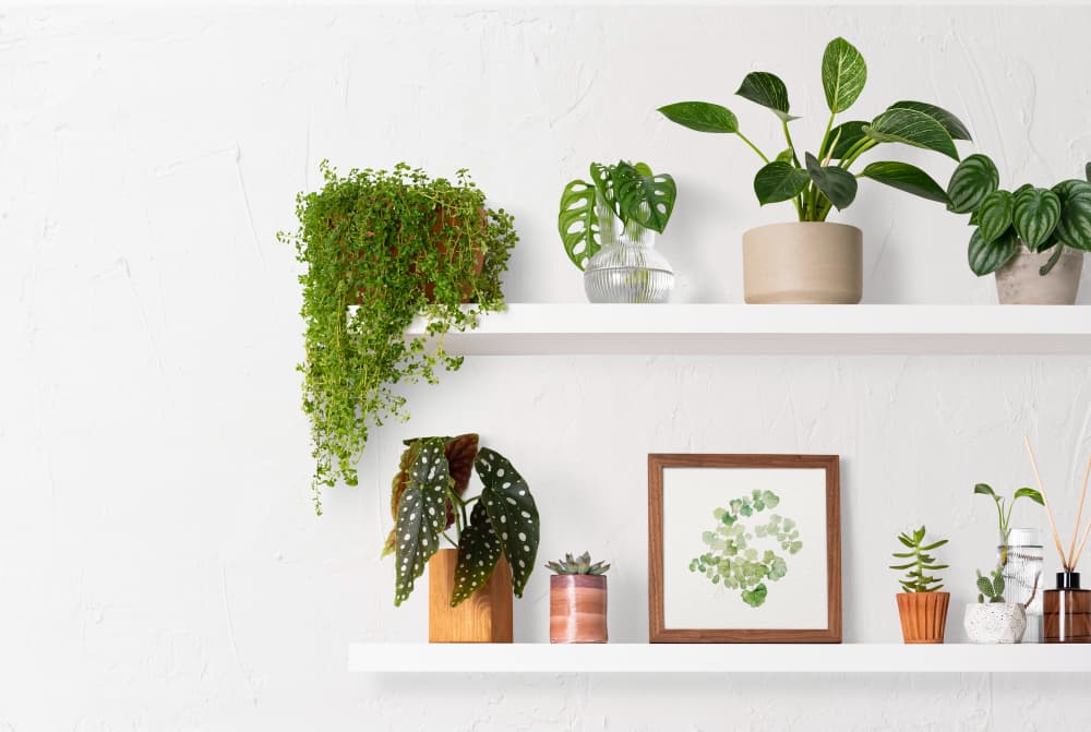 Ajouter des plantes ou des fleurs à son décor