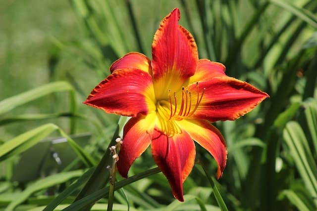 L’hémérocalle est une fleur vivace