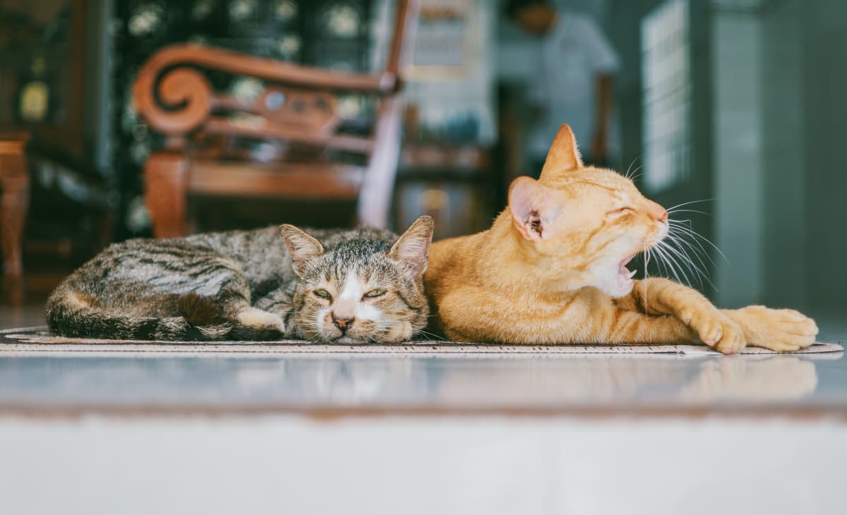 Un acompte pour un animal de compagnie, c'est légal ?