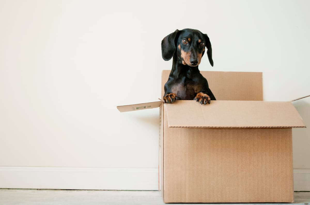 Les animaux et la location : polémique d'actualité