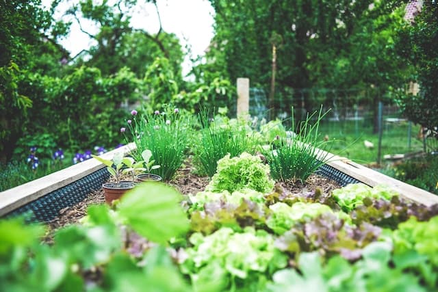 Aménager un jardin dans sa cour