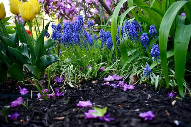 Plate-bande de fleurs violettes et jaunes recouverte de paillis
