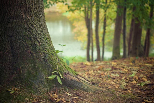 Une terre à bois valorisée à hauteur d'un certain prix