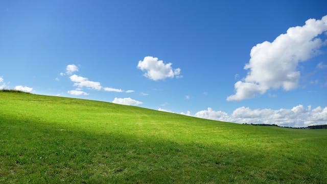 Terrain gazonné